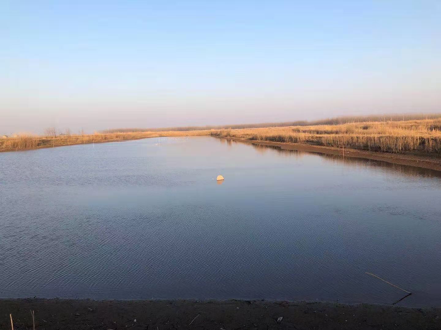 石首市小河口鎮(zhèn)神皇洲低洼地塊漁池約1400畝7年租賃經(jīng)營權(quán)(圖2)
