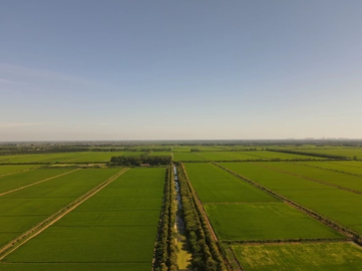 荊州市江陵縣江北一、二、三、五農(nóng)場耕地承租拍賣公告